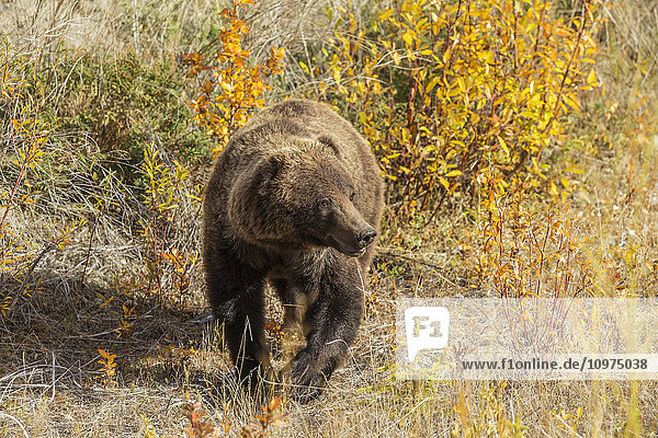 Ein Braunbär sucht auf einer Wiese am Alaska Highway  Yukon Territory  Kanada.