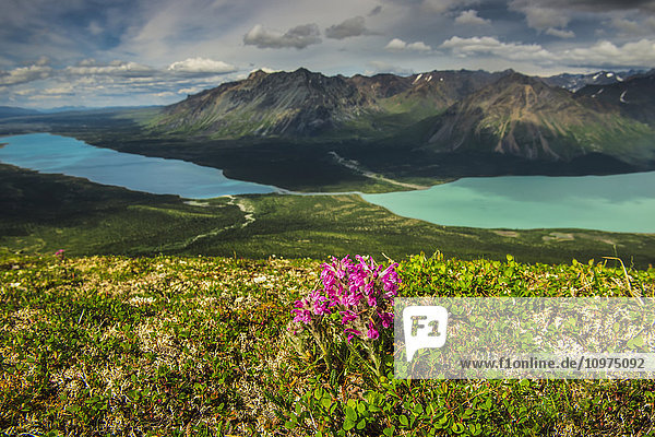 A patch of Wooly Lousewort on a ridge above Twin Lakes in Lake Clark National Park & Preserve  Southcentral Alaska  summer