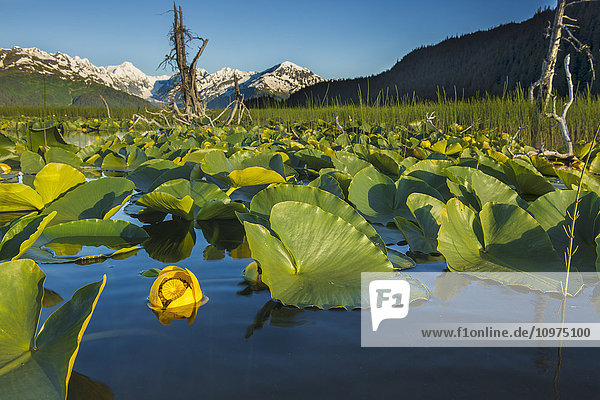 Blooming lily pads near Placer Valley along Turnagain Arm  Southcentral Alaska  summer