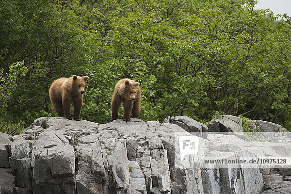 Zwei einjährige Braunbärenjunge stehen auf einem Felsvorsprung in der Kukak Bay  Katmai National Park & Preserve  Alaska.