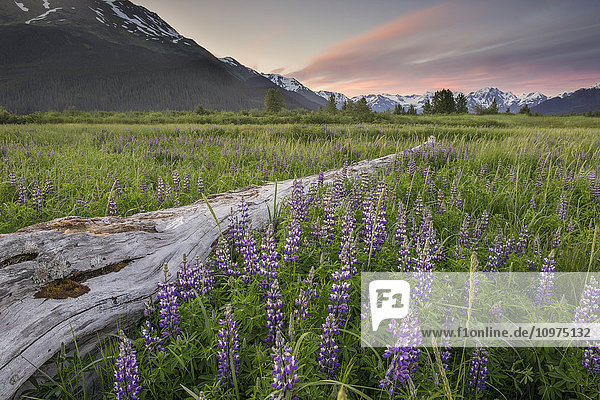 Field of Arctic Lupine near the Turnagain Arm south of Girdwood  Alaska.