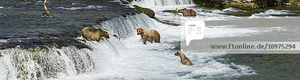Braunbären (Ursus arctos) beim Fischen auf Sockeye-Lachs an den Brooks Falls  Katmai National Park and Preserve  Südwest-Alaska