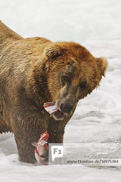Braunbär (Ursus arctos) beim Fressen eines Sockeye-Lachses (Oncorhynchus nerka) in den Stromschnellen des Brooks River  Katmai National Park and Preserve  Südwest-Alaska
