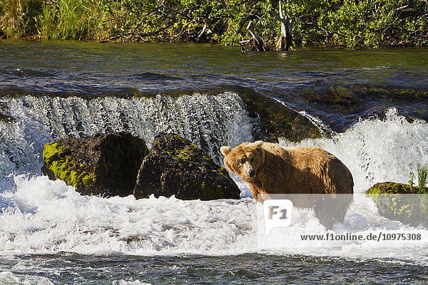 Braunbär (Ursus arctos) in den Stromschnellen unterhalb der Brooks Falls beim Angeln auf Sockeye-Lachs  Katmai National Park and Preserve  Südwest-Alaska