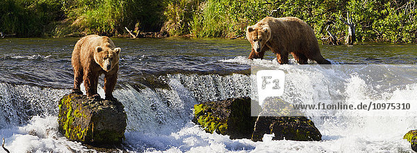 Braunbären (Ursus arctos) beim Fischen auf Rotlachs an den Brooks Falls  Katmai National Park and Preserve  Südwest-Alaska