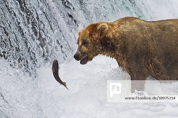 Braunbär (Ursus arctos) steht in den Stromschnellen unterhalb der Brooks Falls und beobachtet einen springenden Sockeye-Lachs  Katmai National Park and Preserve  Südwest-Alaska