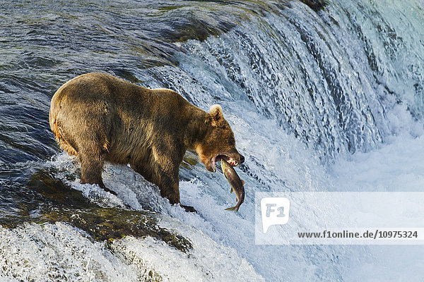 Braunbär (Ursus arctos) beim Fang eines springenden Sockeye-Lachses (Oncorhynchus nerka) an den Brooks Falls  Katmai National Park and Preserve  Südwest-Alaska