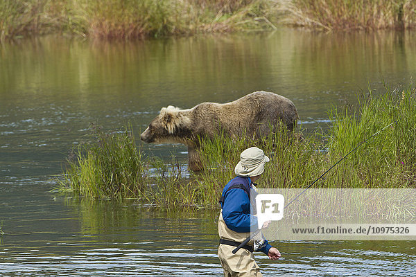 Braunbär (Ursus arctos) auf der Suche nach Lachsen am unteren Brooks River mit einem Fischer im Vordergrund  Katmai National Park and Preserve  Südwest-Alaska