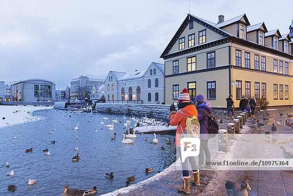 Touristen mit Jacken und Hüten stehen am Rand und fotografieren Schwäne und Enten im Tjornin (Teich) im Zentrum Reykjaviks; Reykjavik  Island'.
