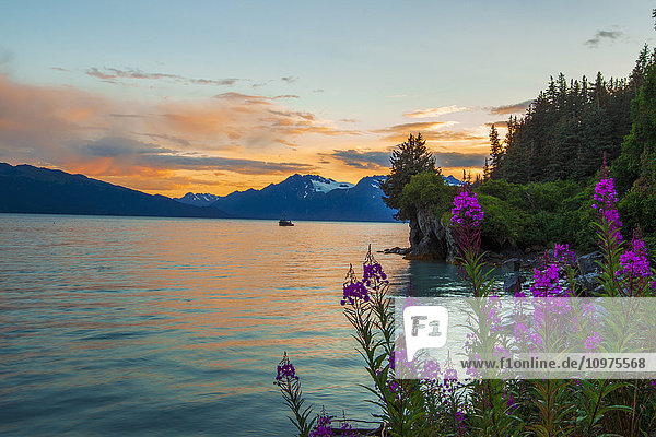 Fireweed (Chamerion angustifolium) wächst entlang der Küste in Valdez bei Sonnenuntergang im Spätsommer; Valdez  Alaska  Vereinigte Staaten von Amerika '