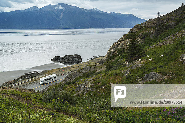 Motorhome drives on Seward Highway with Turnagain Arm and Kenai Mountains in background as Dall sheep ewes and lamb eat and rest on grassy slope above  Southcentral Alaska