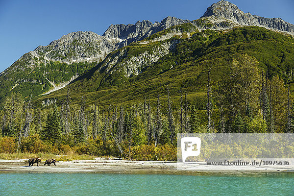Grizzlybär und Jungtier am Seeufer des Crescent Lake im Lake Clark National Park mit den Chigmit-Bergen der Alaska Range im Hintergrund  Süd-Zentral-Alaska  Sommer