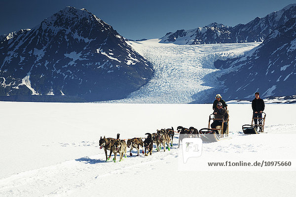 Summer tourists on dog sledding tour on Colony Glacier in the Chugach Mountains  Southcentral Alaska  summer