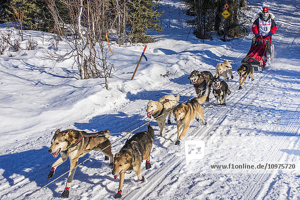 Aliy Zirkle und ihr Team laufen den Trail am Long Lake hinunter  kurz nachdem sie den Neustart in Willow  Alaska  während des Iditarod 2016 verlassen haben.