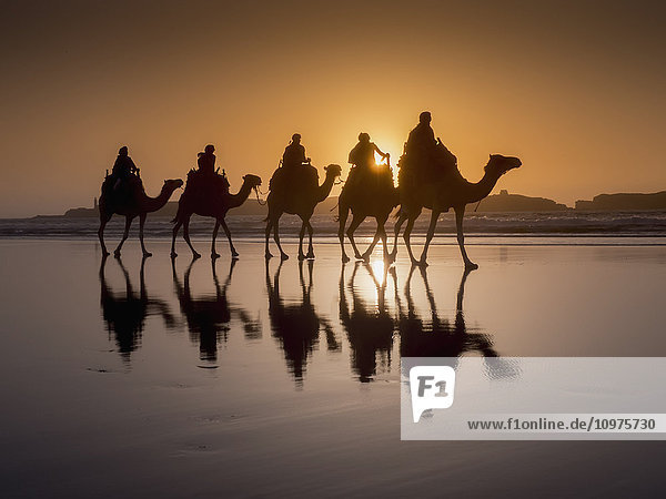 Kameltrekking bei Sonnenuntergang am Strand; Essaouira  Marokko'.
