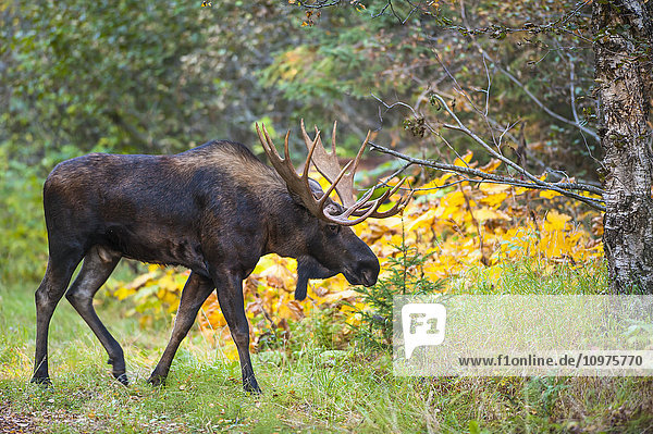 Ein Elchbulle in der Brunft  Kincaid Park  Anchorage  Alaska  Herbst