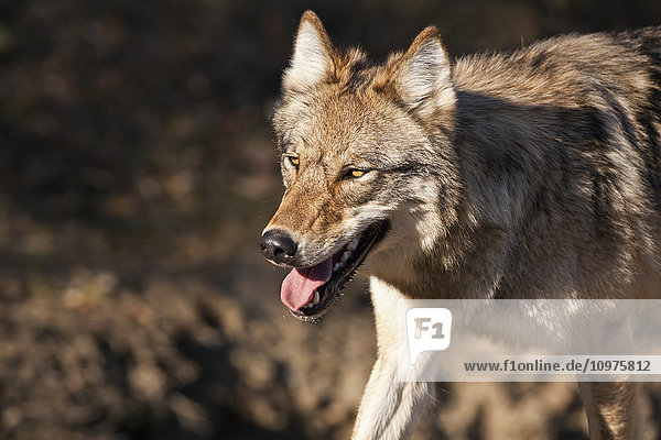 Grauer Wolf (Canis lupus) beim Spaziergang  Denali National Park and Preserve  Inneres Alaska  USA