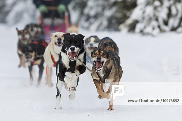 Joee Reddinton's Dogs Running In The 2011 Exxonmobil Open  Southcentral Alaska  Winter