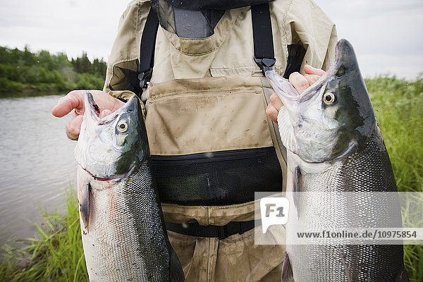 Fliegenfischer hält zwei Sockeye-Lachse am Mulchatna River in der Bristol Bay Area  Südwest-Alaska  Sommer
