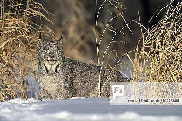 Captive Lynx Walking In Snow Winter/Nminnesota