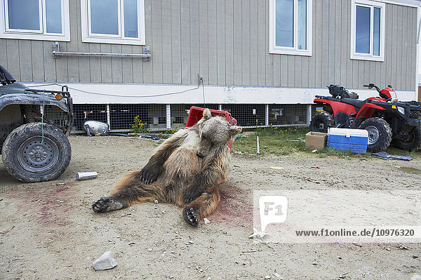 'Dead Grizzly bear in front of house; Cambridge Bay  Nunavut  Canada'