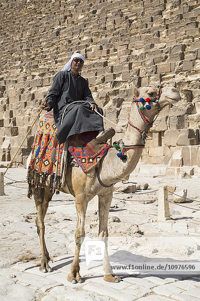 'Local man on his camel  Great Pyramid of Cheops in the background  The Giza Pyramids; Giza  Egypt'