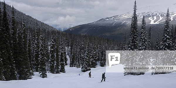 'Skiing down resort ski hill; Whistler  British Columbia  Canada'