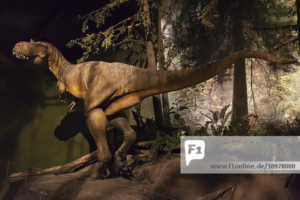 Dinosaurierausstellungen im Royal Tyrell Museum Of Palaeontology; Drumheller  Alberta  Kanada'.
