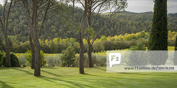 'Lush grass and forest over hills with a vineyard in a field; Gaiole in Chianti  Toscana  Italy'