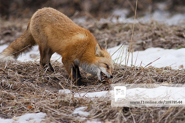 Red Fox Eating In Winter  Wheat Ridge  Colorado