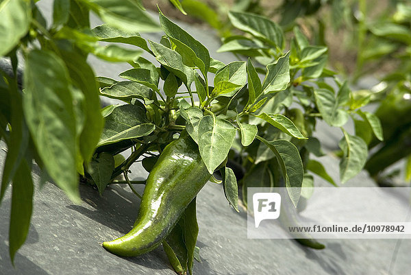 'Green jalapeño pepper plants growing in Okanagan; Vernon  British Columbia  Canada'