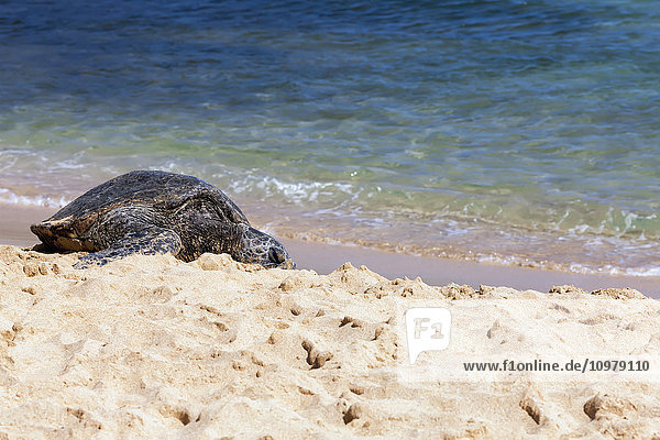 Grüne Meeresschildkröte (Chelonia mydas) sonnt sich am Strand von Poipu; Poipu  Kauai  Hawaii  Vereinigte Staaten von Amerika'.