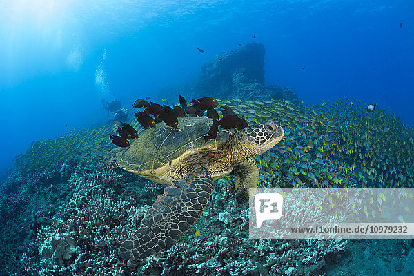 'A green sea turtleC (Chelonia mydas) with surgeonfish cleaning it’s shell and a huge school of blue striped snapper with divers in the background; Hawaii  United States of America'