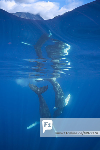 'A pair of humpback whales (Megaptera novaeangliae) underwater  off the island of Maui  with the top of the West Maui Mountains seen through the surface at the top of the frame; Maui  Hawaii  United States of America'