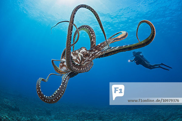 Vorsichtig und neugierig zugleich behält dieser Krake (Octopus cyanea) den Taucher genau im Auge; Hawaii  Vereinigte Staaten von Amerika'.