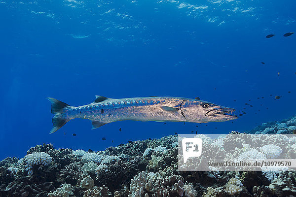 Großer Barrakuda (Sphyraena barracuda) kann bis zu sechs Fuß lang werden; Hawaii  Vereinigte Staaten von Amerika'.