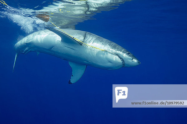 Weißer Hai (Carcharodon carcharias) beißt auf einen schwimmenden Köder  der ihn anlocken soll; Insel Guadalupe  Mexiko'.