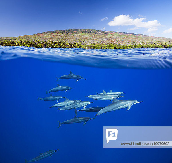 Spinnerdelfin (Stenella longirostris) unter Wasser und die Insel Lanai darüber; Hawaii  Vereinigte Staaten von Amerika'.