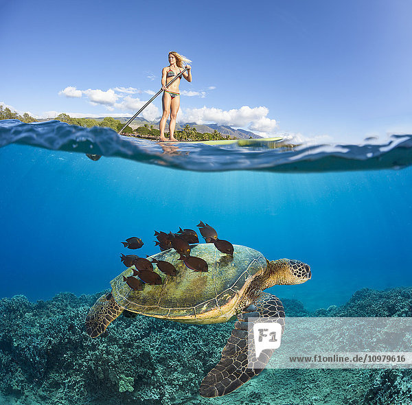 Eine grüne Meeresschildkröte (Chelonia mydas)  eine vom Aussterben bedrohte Art  lässt sich von einem Schwarm Goldring-Doktorfische (Ctenochaetus strigosus) unter einem Surflehrer auf einem Stand-up-Paddle-Board den Panzer reinigen; Maui  Hawaii  Vereinigte Staaten von Amerika'.