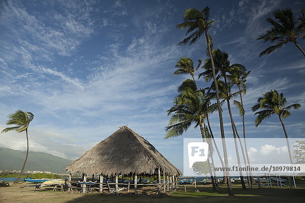 Hawaiianische Auslegerkanus  Schuppen des örtlichen Kanuclubs  Kokosnusspalmen  Kanuhaus  Amala Beach; Wailuku  Maui  Hawaii  Vereinigte Staaten von Amerika'.