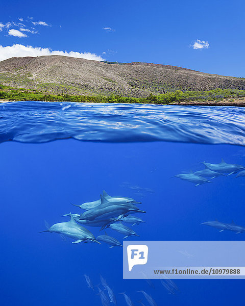 Spinnerdelfin (Stenella longirostris) unten und Hulapoe Beach auf der Insel Lanai oben; Hawaii  Vereinigte Staaten von Amerika'.