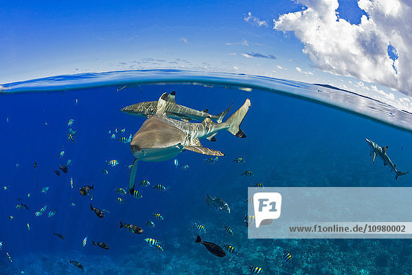 Schwarzspitzen-Riffhaie (Carcharhinus melanopterus) knapp unter der Oberfläche vor der Insel Yap; Yap  Mikronesien'.