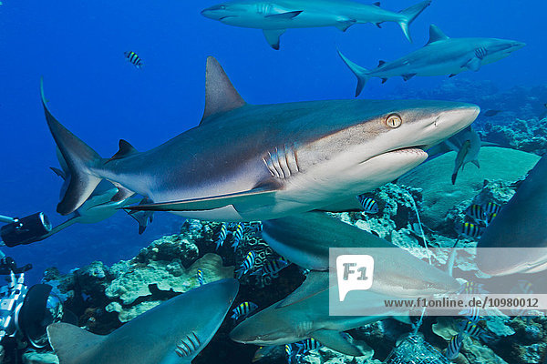 'Grey reef sharks (Carcharhinus amblyrhynchos) at a controled feeding off the island of Yap; Yap  Micronesia'