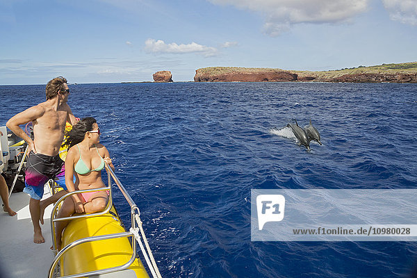'A couple looks on as two spinner dolphins (Stenella longirostris) leap into the air out from Puu Pehe or Sweetheart Rock off the island of Lanai; Lanai  Hawaii  United States of America'