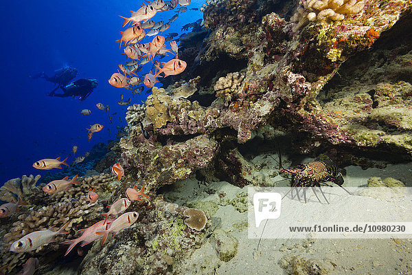 Die gebänderte Languste (Panulirus marginatus)  eine endemische Art  ist in dieser Riffszene mit Tauchern zusammen mit schwimmenden Großsoldatenfischen (Myripristis berndti) zu sehen; Maui  Hawaii  Vereinigte Staaten von Amerika'.