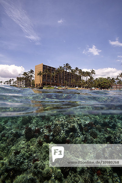 'Coral under water with a view of hotels and palm trees along the coast; Hawaii  United States of America'