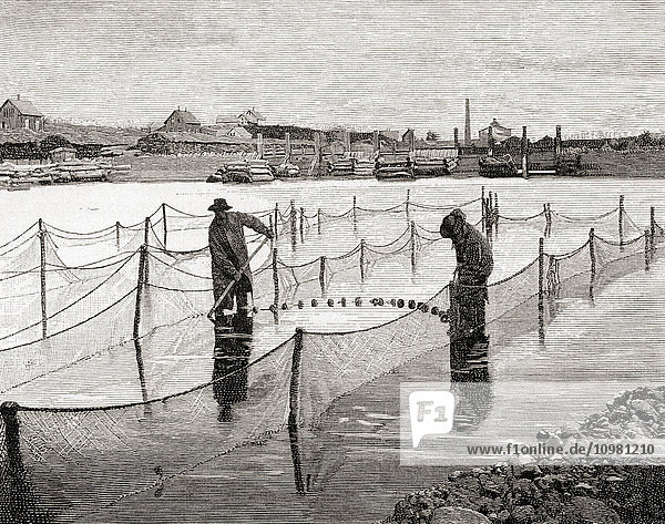Mr. Atkin's method of penning salmon in the Penobscot River  Maine  America in the 19th century. From The Century Illustrated Monthly Magazine  published 1884.