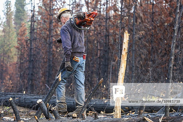 Ein Bauunternehmer  der für Crook Logging arbeitet  geht über einen gefällten Baum  der während des Rim Fire im Stanislaus National Forest entlang der Evergreen Road in der Nähe des Yosemite National Park beschädigt wurde; Groveland  Kalifornien  Vereinigte Staaten von Amerika'.