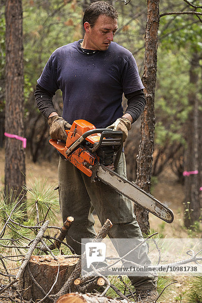 Holzfäller beim Fällen von Bäumen; Groveland  Kalifornien  Vereinigte Staaten von Amerika'.