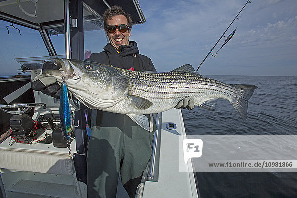 'Fisherman holding a fresh caught Striped Bass; Cape Cod  Massachusetts  United States of America'
